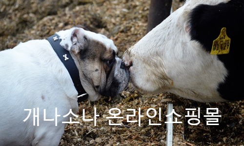 개나소나 온라인창업